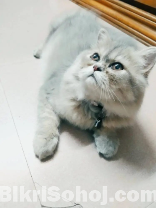 Parsian female cat sale  [ original  ]